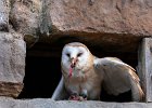 Judy Smith_Barn Owl.jpg